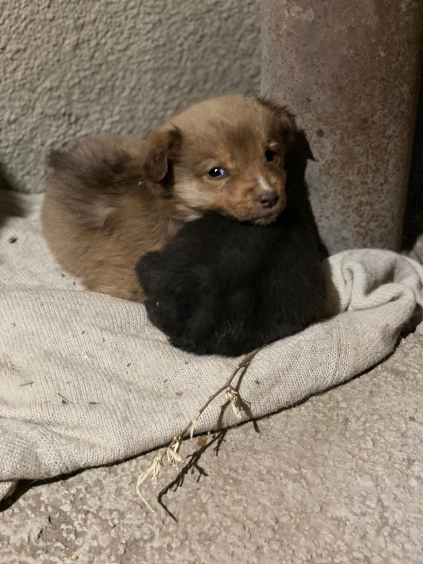 トビリシで出会った子犬